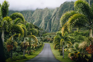 Oahu Botanical Garden Path Wallpaper