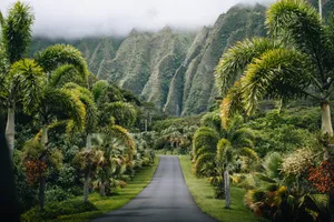 Oahu Botanical Garden Path Wallpaper