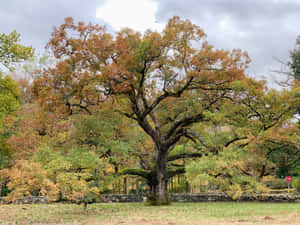 Oak Tree Autumn Season Wallpaper