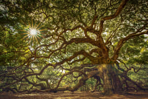 Oak Tree Background Hd Wallpaper