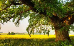 Oak Tree Field Hd Wallpaper