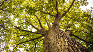 Oak Tree Worm's Eye View Wallpaper