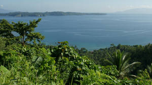 Ocean View Near Jungle Wallpaper