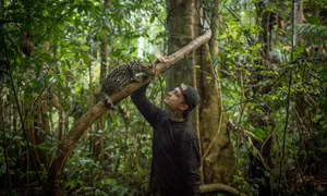 Ocelot Perchedon Branchwith Man Wallpaper