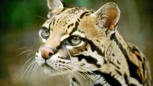 Ocelot Profile Portrait Wallpaper