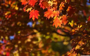 October Autumn Maple Tree Wallpaper