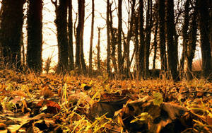 October Forest In Low-angle Wallpaper