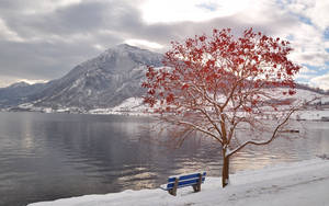 October Snow Tree Lake Wallpaper