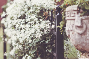 Off White Flowers Wallpaper