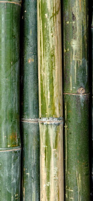 Old Bamboo Skin Iphone Wallpaper