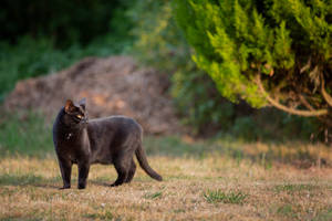 Old Black Animal Cat Wallpaper