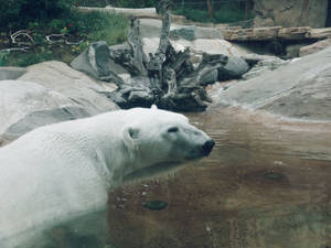 Old Polar Bear In Water Wallpaper