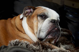 Olde English Bulldogge Mad Wallpaper