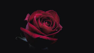 Oled 4k Red Rose Wallpaper