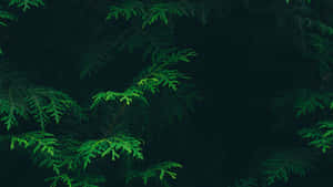 Olive Green Aesthetic Desktop With Dark Leaves Wallpaper