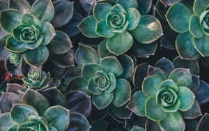 Olive Greenaesthetic Desktop Succulent Plants Wallpaper