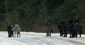 Ominous Pack Of Dark-colored Wolves Wallpaper