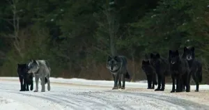 Ominous Pack Of Dark-colored Wolves Wallpaper
