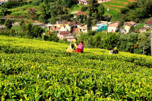 Ooty Tea Garden India Wallpaper