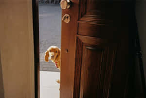 Open Door Peeking Dog Wallpaper