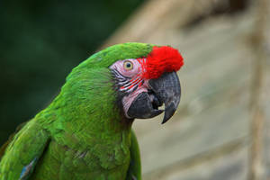 Open Mouth Green Parrot Hd Wallpaper