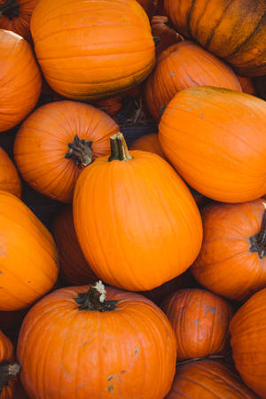 Orange Aesthetic Pumpkins Phone Wallpaper