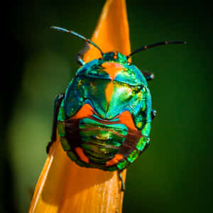 Orange And Green Insects Wallpaper