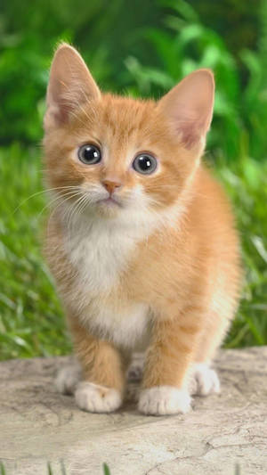 Orange And White Kitten Wallpaper