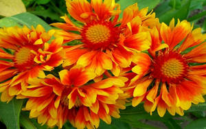 Orange And Yellow Blanket Flowers Wallpaper