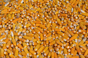 Orange And Yellow Corn Cobs Wallpaper