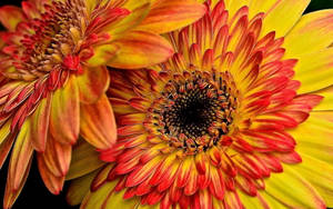 Orange And Yellow Gerbera Flowers Wallpaper