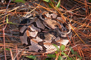 Orange Beige Timber Rattler Snake Wallpaper