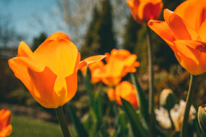 Orange Blooming Flowers Image Wallpaper