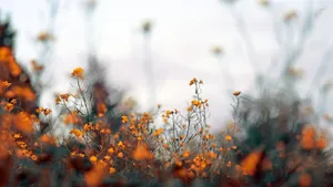 Orange Blossom During Morning Glory Wallpaper