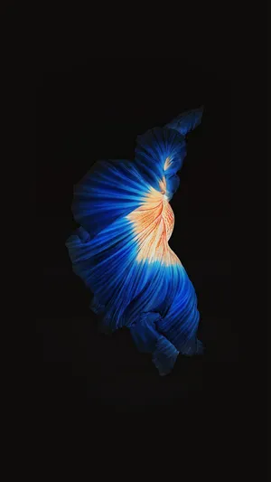 Orange Body Siamese Fighting Fish Iphone 7 Plus Live Wallpaper