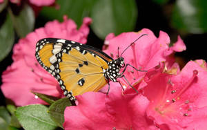 Orange Butterfly On Pink Flower Wallpaper