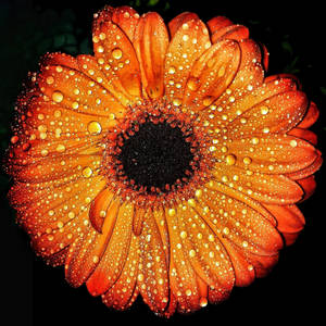 Orange Chrysanthemum Raindrops Macro Wallpaper