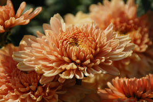 Orange Chrysanthemums Autumn Bloom Wallpaper