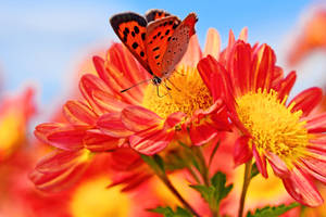 Orange Chrysanthemums Butterfly Close-up Wallpaper