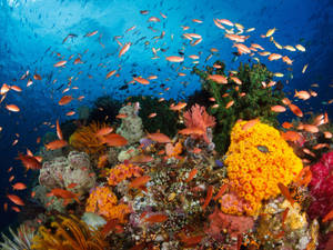 Orange Coral Reef Wallpaper