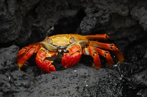 Orange Crab On Black Rock Wallpaper