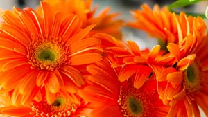 Orange Daisy Aesthetic Wallpaper