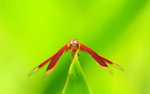 Orange Dragonfly Front View Wallpaper