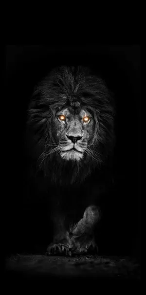 Orange Eyes Black And White Lion Wallpaper