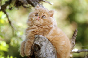 Orange Kitten On The Tree Wallpaper