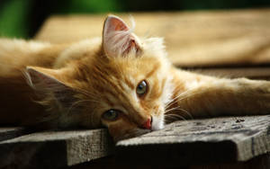 Orange Kitten On Wood Wallpaper