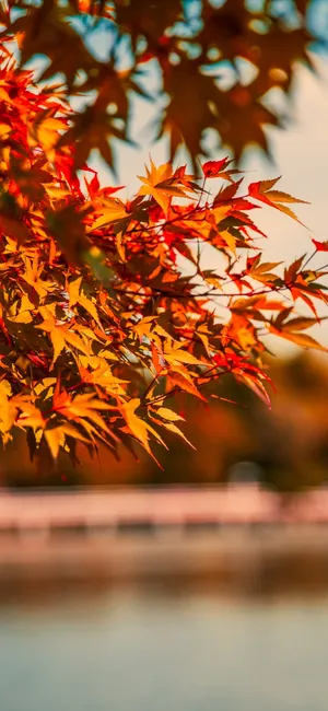 Orange Leaves Fall Iphone Wallpaper
