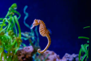 Orange Little Seahorse Wallpaper