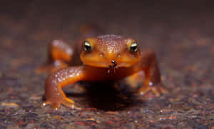 Orange Newt Closeup Wallpaper