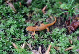 Orange Newton Mossy Forest Floor.jpg Wallpaper